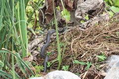 Thamnophis eques obscurus