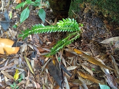 Phlegmariurus fordii