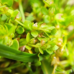 Lysimachia minima