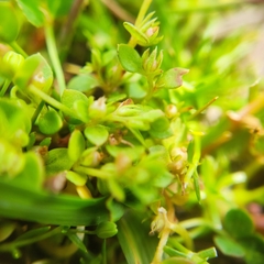 Lysimachia minima