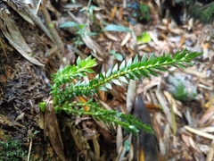 Phlegmariurus fordii