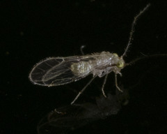 Trichopsocidae