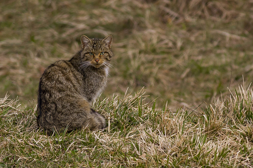 European Wildcat