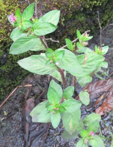 Cuphea carthagenensis observed 2022-06-13
