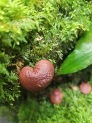 Lycoperdon fuligineum