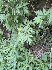 Aconitum kusnezoffii