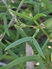 Roepera angustifolia