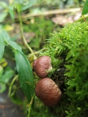 Lycoperdon fuligineum