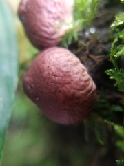 Lycoperdon fuligineum
