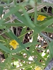 Roepera angustifolia