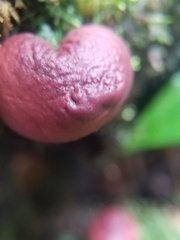 Lycoperdon fuligineum