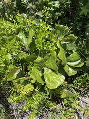 Quercus marilandica marilandica