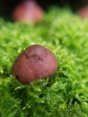 Lycoperdon fuligineum