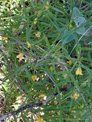 Roepera angustifolia