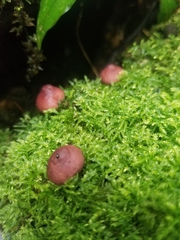 Lycoperdon fuligineum