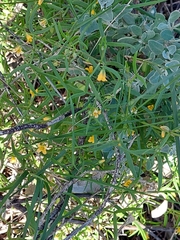 Roepera angustifolia