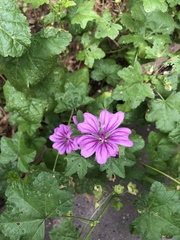 Malva sylvestris