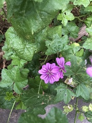 Malva sylvestris