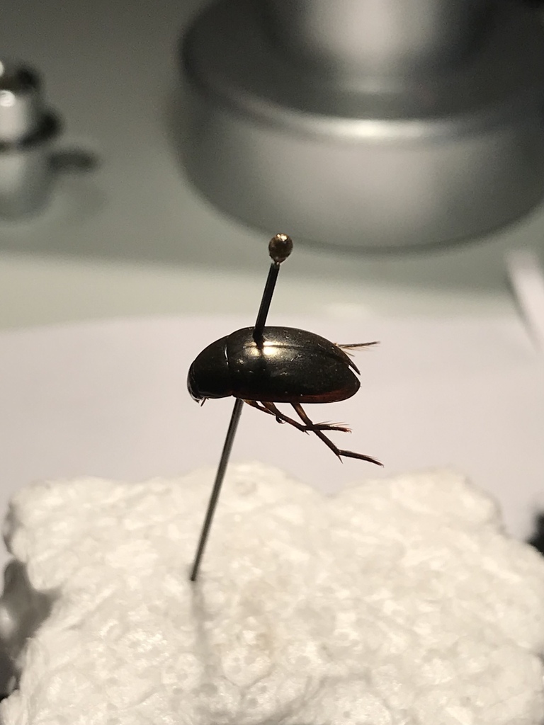 Tropisternus mixtus
