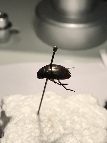 Tropisternus mixtus
