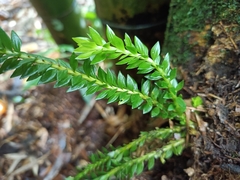 Phlegmariurus fordii