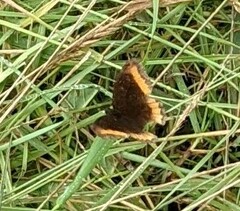 Pedaliodes symmachus