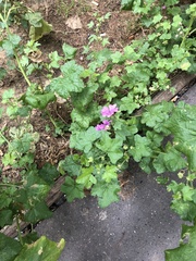 Malva sylvestris