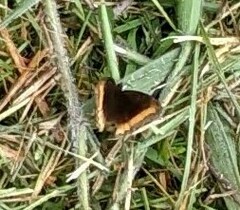 Pedaliodes symmachus