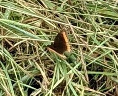 Pedaliodes symmachus