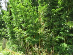 Phyllostachys nigra