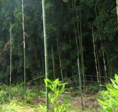 Phyllostachys nigra
