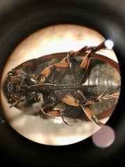 Tropisternus mixtus