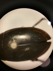 Tropisternus mixtus