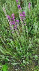 Oxytropis knjazevii