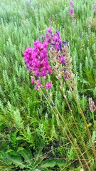 Oxytropis knjazevii