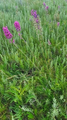 Oxytropis knjazevii