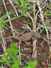 Sceloporus scalaris