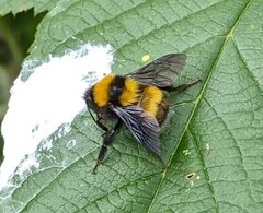 Bombus hortulanus