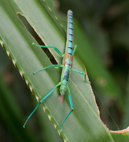 Peppermint Stick Insect photo 4