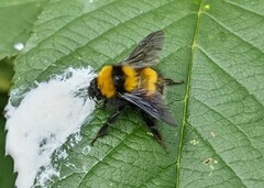 Bombus hortulanus