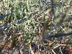 Leichhardtia australis