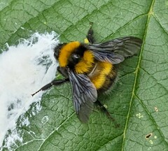 Bombus hortulanus