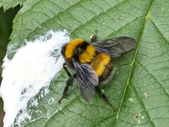 Bombus hortulanus