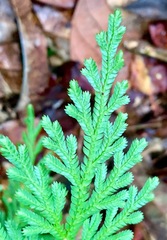 Selaginella longipinna