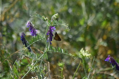Poanes viator