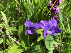 Viola langsdorffii