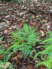 Selaginella longipinna