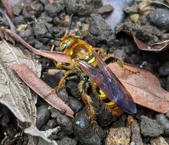 Xanthocampsomeris hesterae