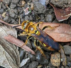 Xanthocampsomeris hesterae