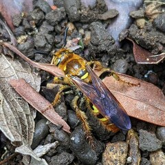 Xanthocampsomeris hesterae